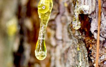 живица кедра